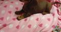 Miniature dachshund puppies
