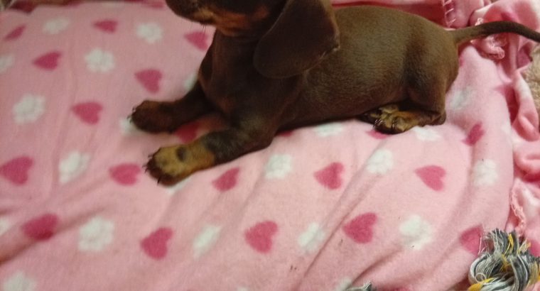 Miniature dachshund puppies