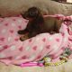 Miniature dachshund puppies
