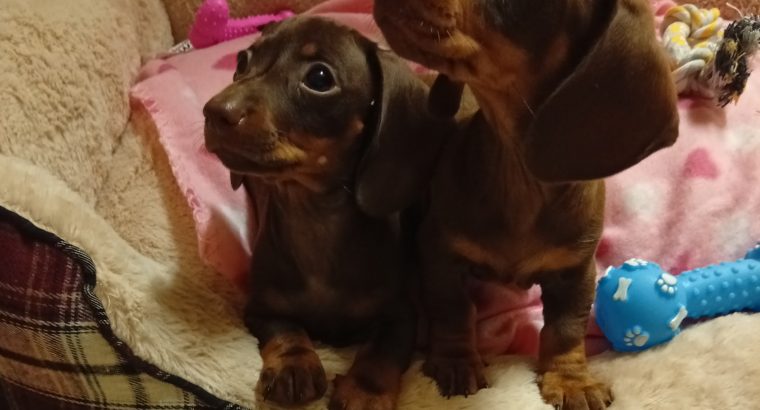 Miniature dachshund puppies