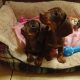 Miniature dachshund puppies
