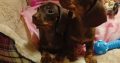 Miniature dachshund puppies