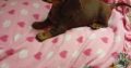 Miniature dachshund puppies