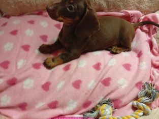 Miniature dachshund puppies
