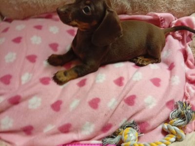 Miniature dachshund puppies