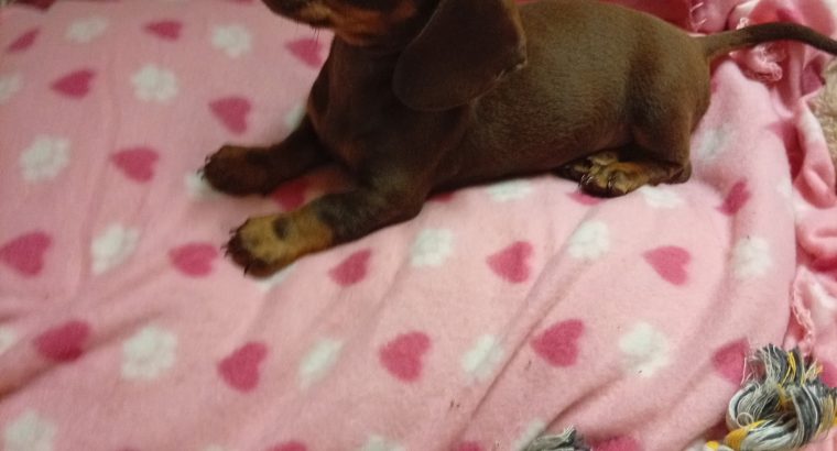 Miniature dachshund puppies