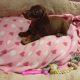 Miniature dachshund puppies
