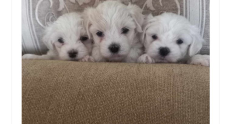 Pedigree maltese