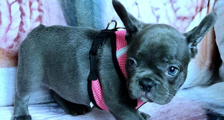 French bulldog