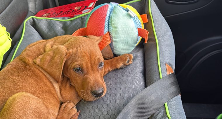 Vizsla