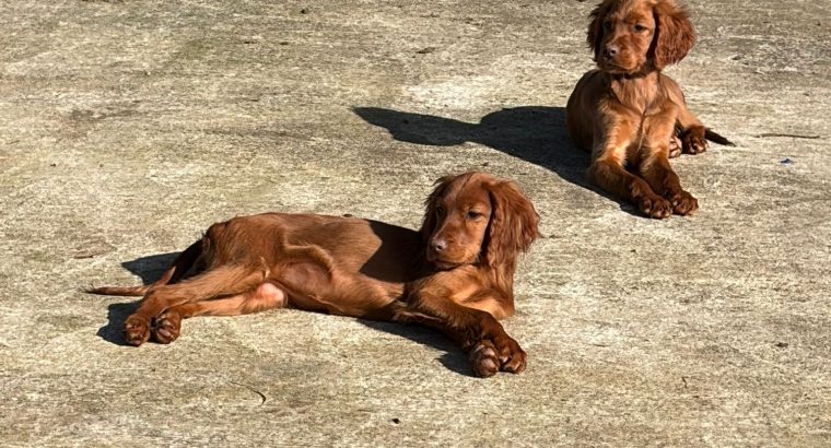 Family-reared IKC Registered Irish Red Se