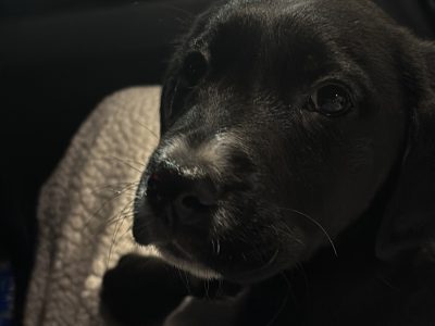 Labrador spaniel