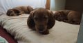 Irish Red Setter Puppies for Sale in Navan