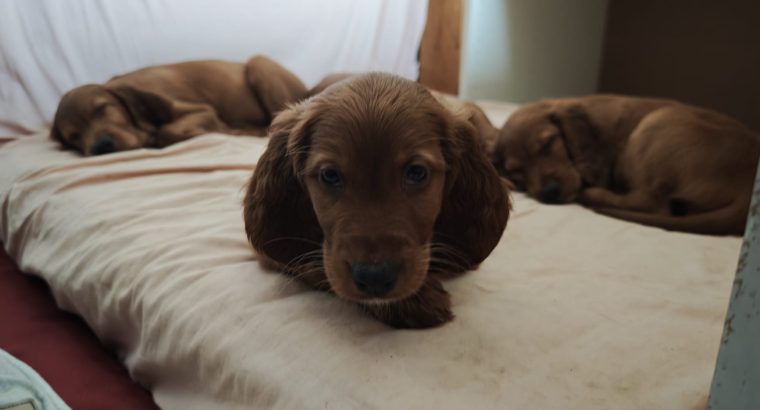 Irish Red Setter Puppies for Sale in Navan