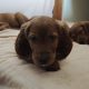 Irish Red Setter Puppies for Sale in Navan