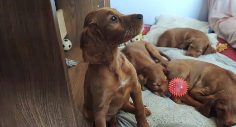Irish Red Setter Puppies for Sale in Navan