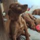 Irish Red Setter Puppies for Sale in Navan