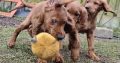 Irish Red Setter Puppies for Sale in Navan