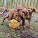Irish Red Setter Puppies for Sale in Navan