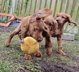 Irish Red Setter Puppies for Sale in Navan
