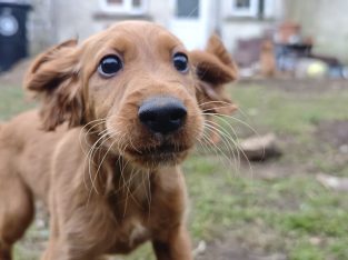Irish Red Setter Puppies for Sale in Navan