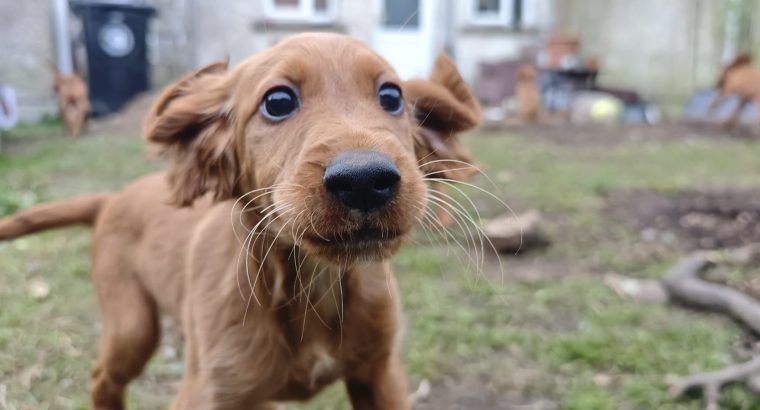 Irish Red Setter Puppies for Sale in Navan