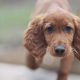 Irish Red Setter Puppies for Sale in Navan