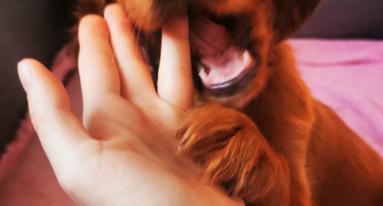 Irish Red Setter Puppies for Sale in Navan