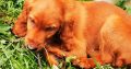 Irish Red Setter Puppies for Sale in Navan