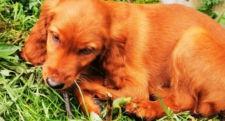 Irish Red Setter Puppies for Sale in Navan