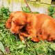 Irish Red Setter Puppies for Sale in Navan