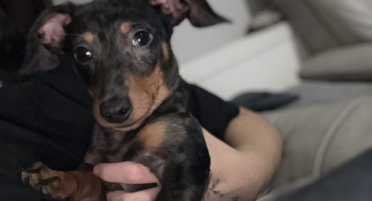 Male mini dachshund