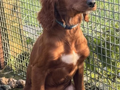 Active Irish Red Setters