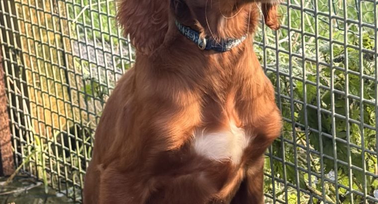 Active Irish Red Setters