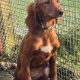 Active Irish Red Setters