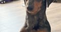 Male mini dachshund