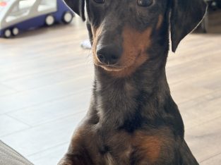 Male mini dachshund