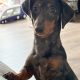 Male mini dachshund