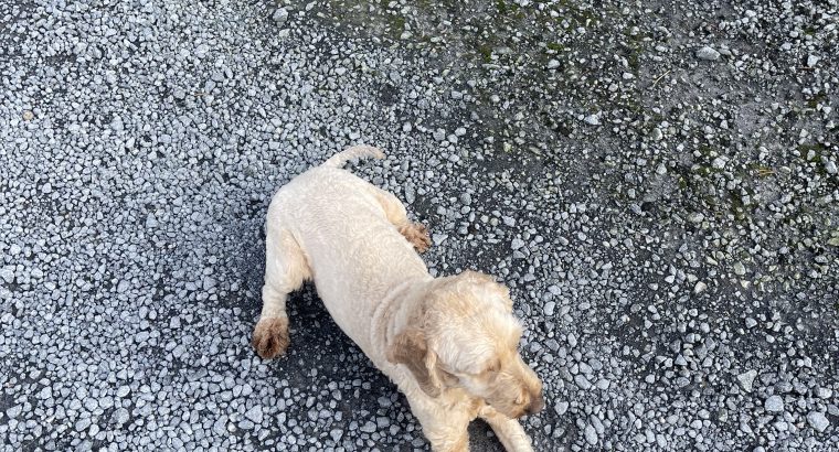 Male 3.5 year old Cockapoo for Sale
