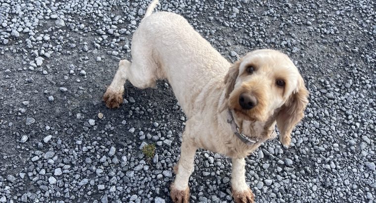 Male 3.5 year old Cockapoo for Sale
