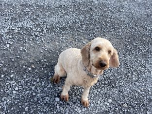 Male 3.5 year old Cockapoo for Sale