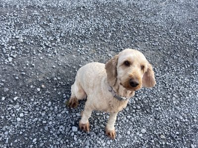 Male 3.5 year old Cockapoo for Sale