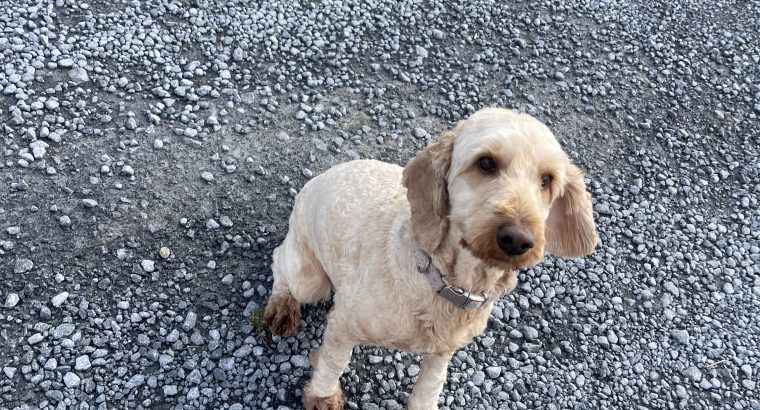 Male 3.5 year old Cockapoo for Sale