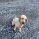 Male 3.5 year old Cockapoo for Sale