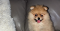 Pomeranian for sale