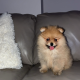 Pomeranian for sale