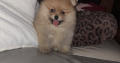Pomeranian for sale
