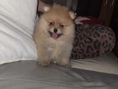 Pomeranian for sale
