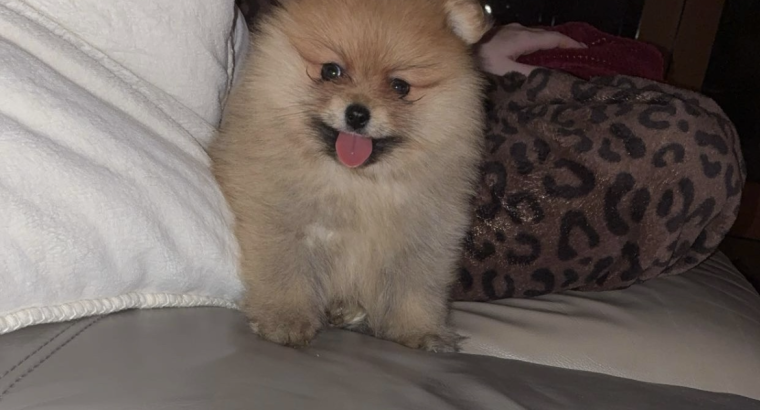 Pomeranian for sale