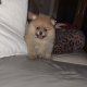 Pomeranian for sale